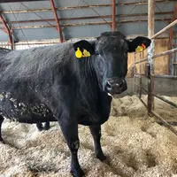 現在東神楽・前田牧場で飼育中の北海道産「黒毛和牛（A4ランク）」。全6頭をこのビアガーデンのために飼育している。