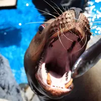 鳥羽水族館　トドのエサやり体験