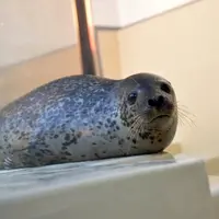 鳥羽水族館　ヒレアシタッチング体験