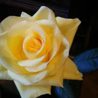 葉な木の写真・動画_image_102008