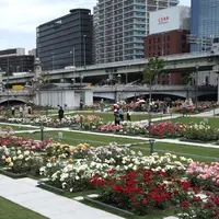 中之島公園の写真・動画_image_1022