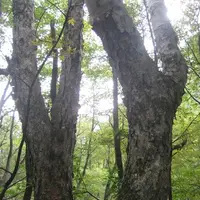 上高地の写真・動画_image_104179
