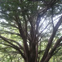 上高地の写真・動画_image_104188