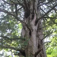 上高地の写真・動画_image_104189