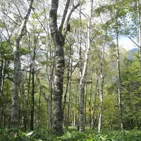 上高地の写真・動画_image_104328