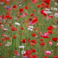 葛西臨海公園の写真・動画_image_10660