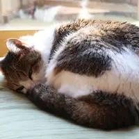 カフェ山猫軒の写真・動画_image_107061