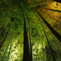 高台寺の写真・動画_image_10720