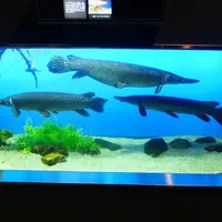 鳥羽水族館の写真・動画_image_10756