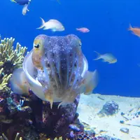 鳥羽水族館の写真・動画_image_10757