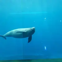 鳥羽水族館の写真・動画_image_10758