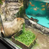 鳥羽水族館の写真・動画_image_10760
