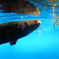 鳥羽水族館の写真・動画_image_10762