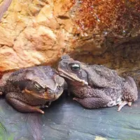 鳥羽水族館の写真・動画_image_10763