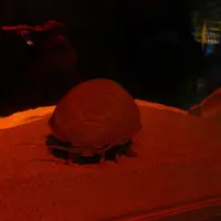 鳥羽水族館の写真・動画_image_10766
