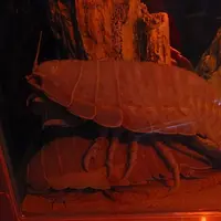 鳥羽水族館の写真・動画_image_10769