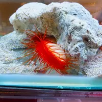 鳥羽水族館の写真・動画_image_10770