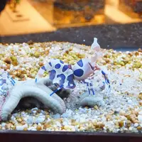 鳥羽水族館の写真・動画_image_10773