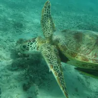 渡嘉志久ビーチの写真・動画_image_11031