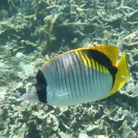 阿波連ビーチの写真・動画_image_11035