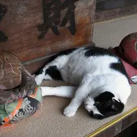 札所巡りの本場の写真・動画_image_11115