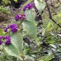 東慶寺の写真・動画_image_11258