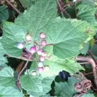 東慶寺の写真・動画_image_11259