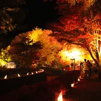 もみじ回廊の写真・動画_image_11420