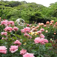 鎌倉文学館の写真・動画_image_115189