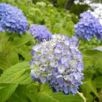 長谷寺の写真・動画_image_115195
