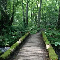 奥入瀬渓流　　の写真・動画_image_11528