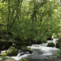 奥入瀬渓流　　の写真・動画_image_11529