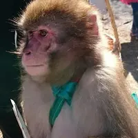 河津町観光協会の写真・動画_image_116584