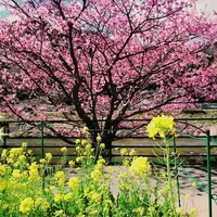 河津川の写真・動画_image_116588
