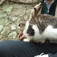 猫の細道の写真・動画_image_11699