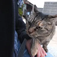 猫の細道の写真・動画_image_11700