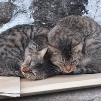 猫の細道の写真・動画_image_11701