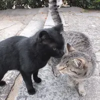 猫の細道の写真・動画_image_11704