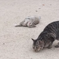 猫の細道の写真・動画_image_11707