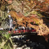 箕面の滝（箕面大滝）の写真・動画_image_11763