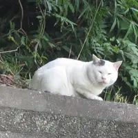 岡崎城の写真・動画_image_11809