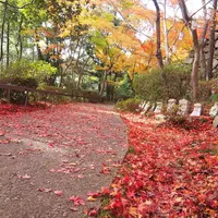 八幡山ロープウェーの写真・動画_image_11813