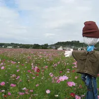 上戸川のコスモス畑の写真・動画_image_11919