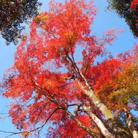 箕面の滝（箕面大滝）の写真・動画_image_11946