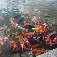 勝尾寺の写真・動画_image_11954