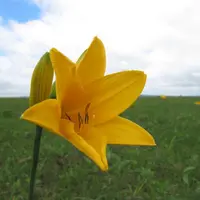 サロベツ湿原センターの写真・動画_image_1202