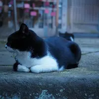 江島神社 奥津宮の写真・動画_image_12054