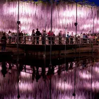 あしかがフラワーパークの写真・動画_image_12268