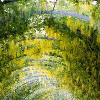 あしかがフラワーパークの写真・動画_image_12270