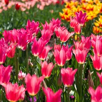となみチューリップフェアの写真・動画_image_12281